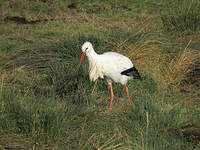 Cigogne blanche