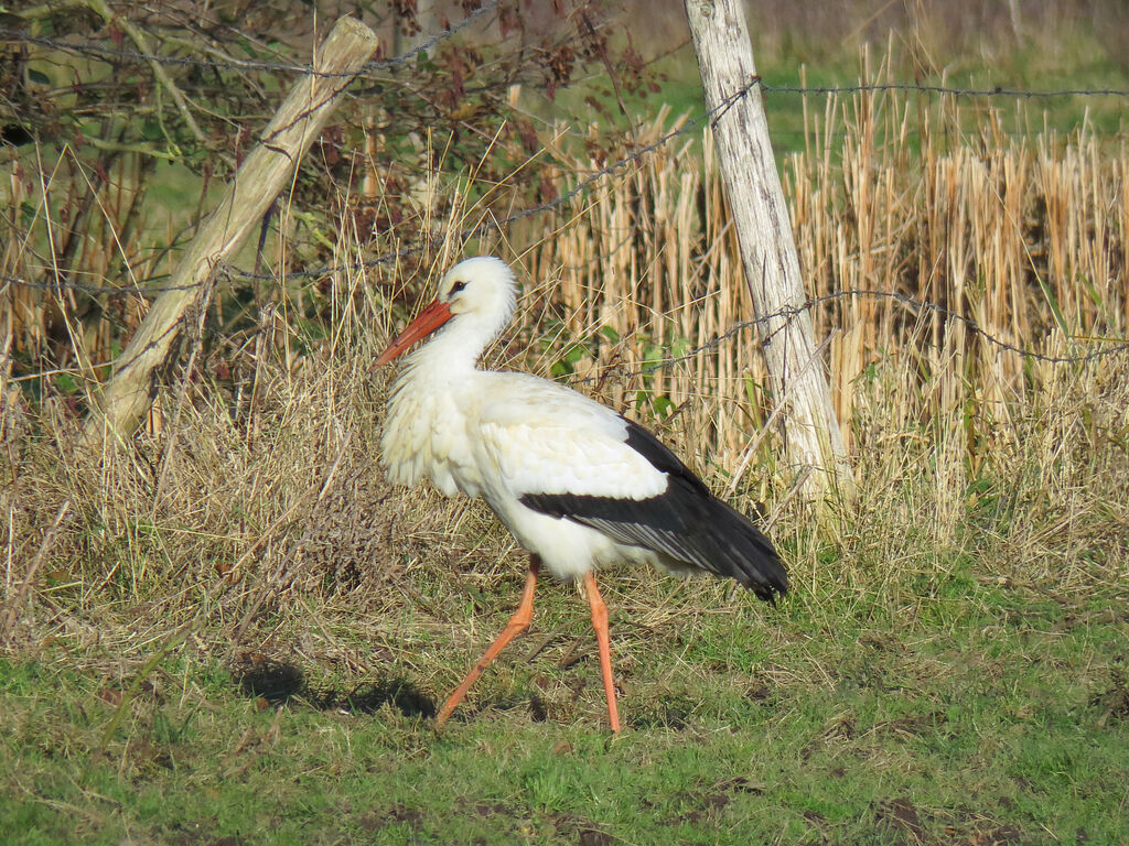 White Stork