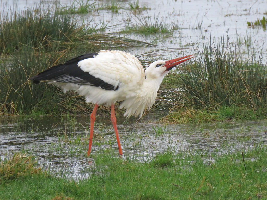 Cigogne blanche