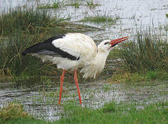 White Stork