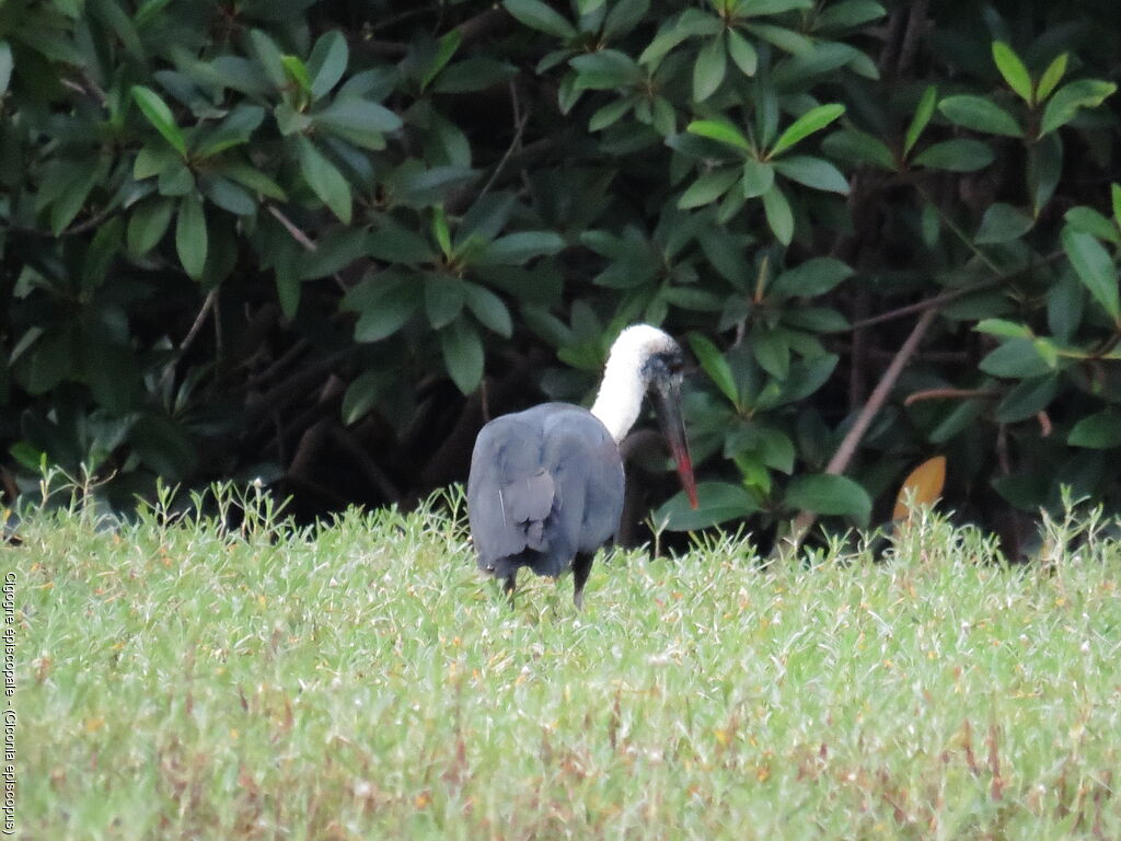 Asian Woolly-necked Stork