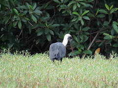 Asian Woolly-necked Stork