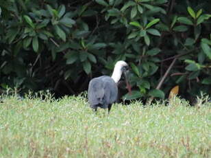 Cigogne épiscopale