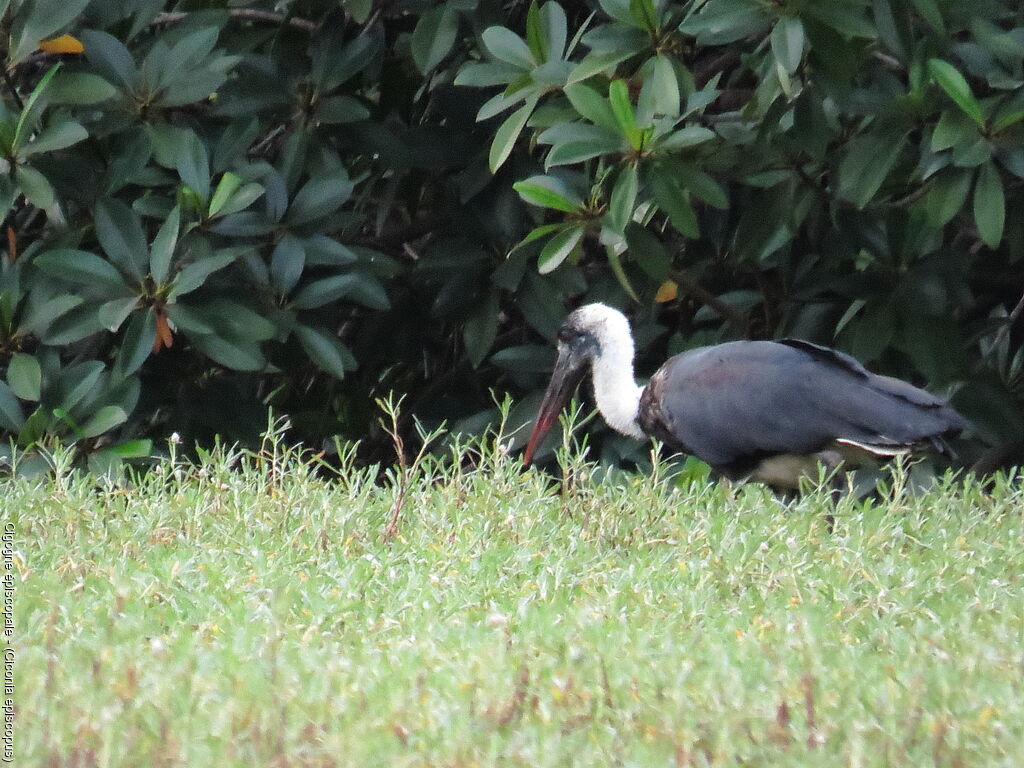 Asian Woolly-necked Stork