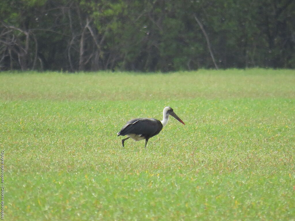 Asian Woolly-necked Stork