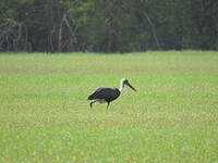 Cigogne épiscopale