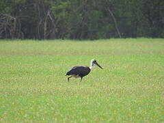 Asian Woolly-necked Stork