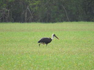 Cigogne épiscopale