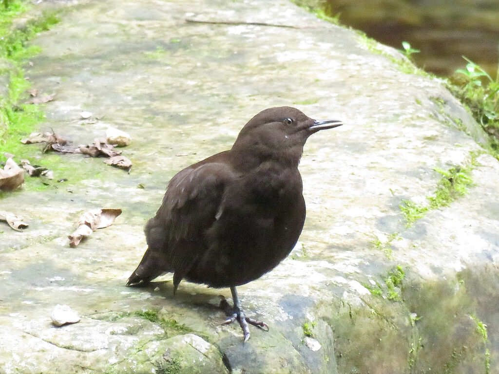 Brown Dipper