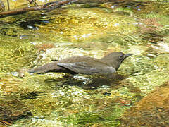 Brown Dipper