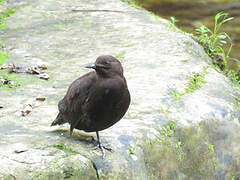 Brown Dipper