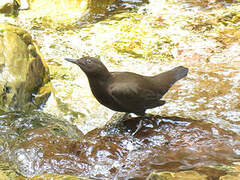 Brown Dipper