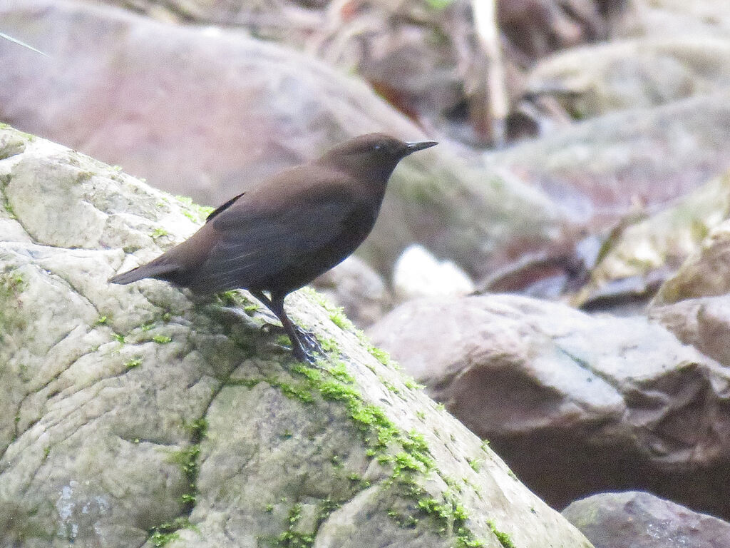 Brown Dipper