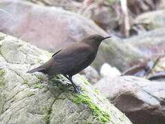 Brown Dipper