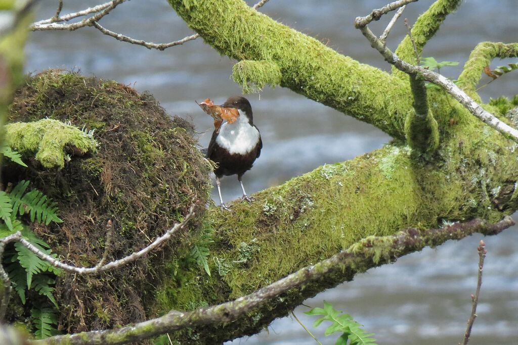 White-throated Dipper, habitat