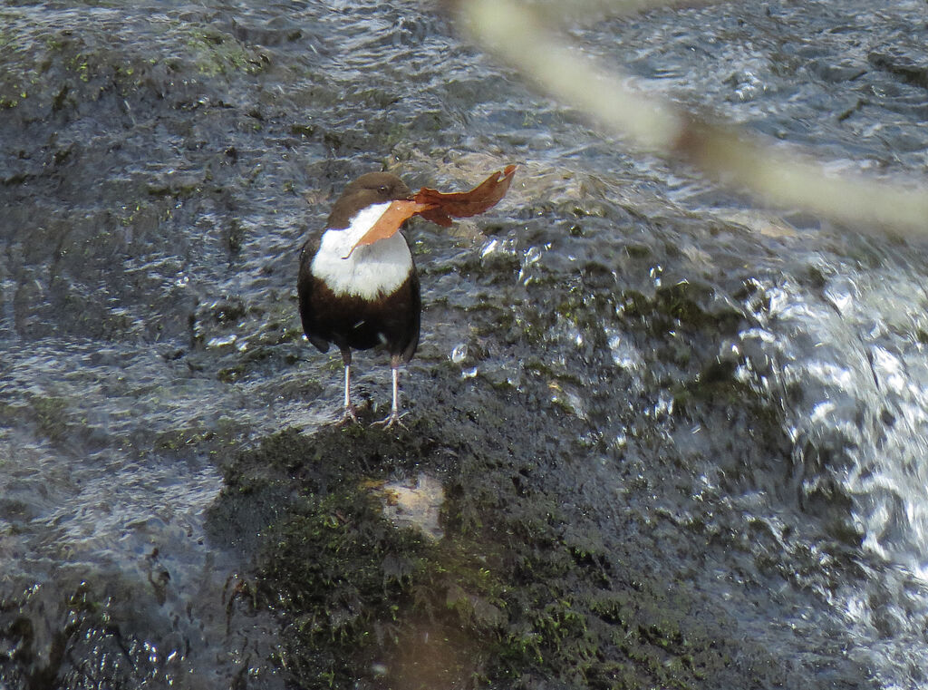 White-throated Dipper