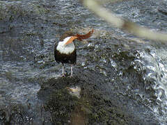 White-throated Dipper