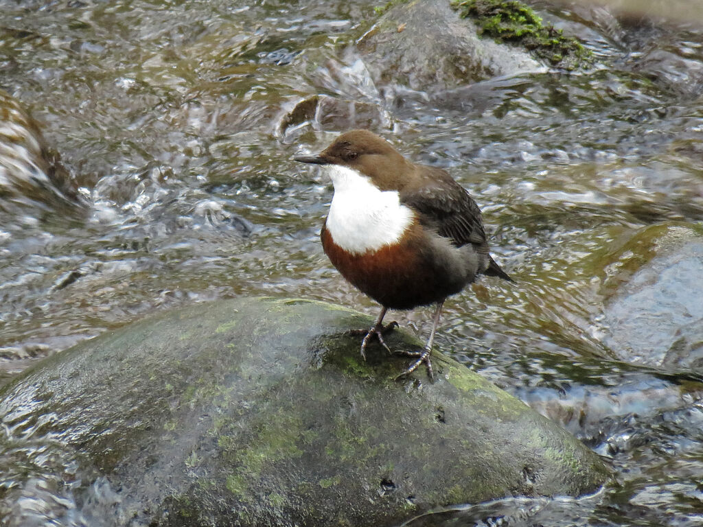 White-throated Dipper