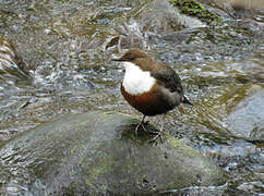 White-throated Dipper