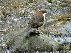 White-throated Dipper