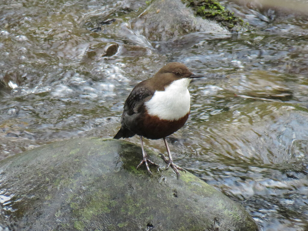 White-throated Dipper