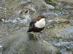 White-throated Dipper