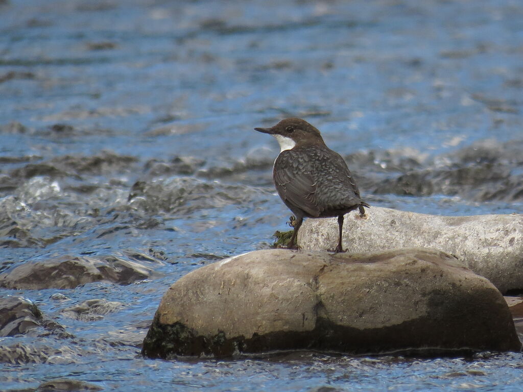 White-throated Dipper