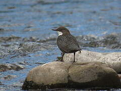 White-throated Dipper