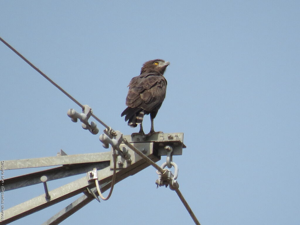 Brown Snake Eagle