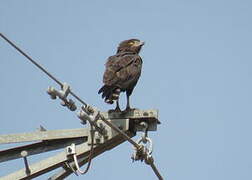 Brown Snake Eagle