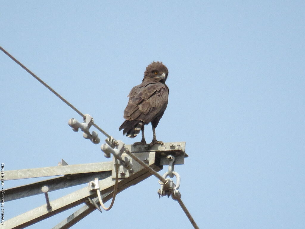 Brown Snake Eagle