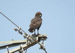 Brown Snake Eagle