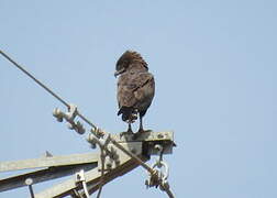 Brown Snake Eagle