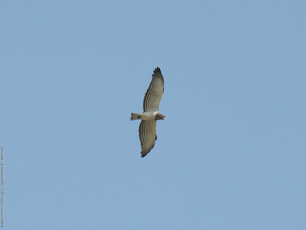 Beaudouin's Snake Eagle