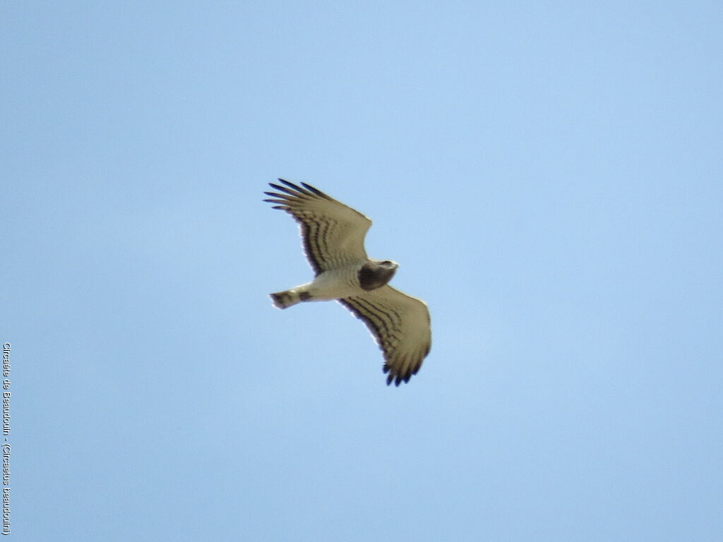 Beaudouin's Snake Eagle