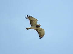 Beaudouin's Snake Eagle