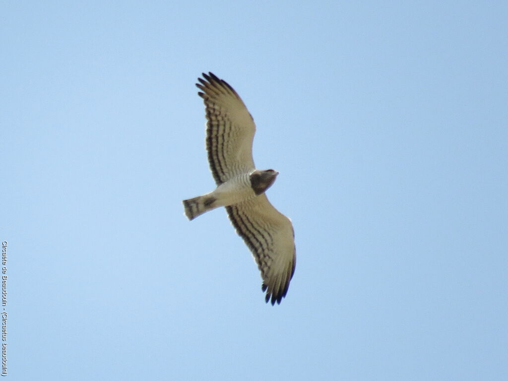 Beaudouin's Snake Eagle