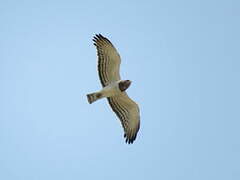 Beaudouin's Snake Eagle