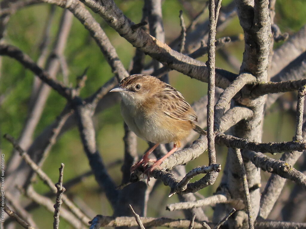 Zitting Cisticola