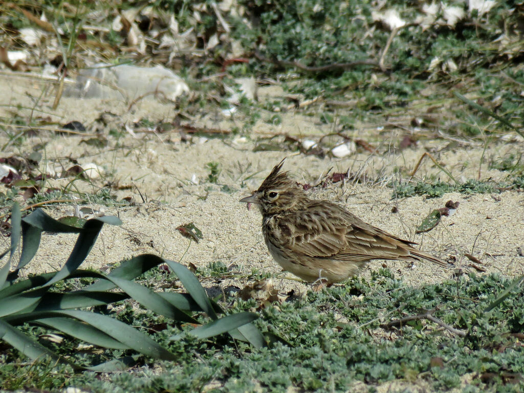 Cochevis de Thékla