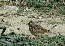 Cochevis de Thékla