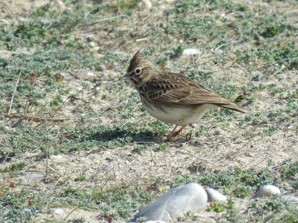 Thekla's Lark