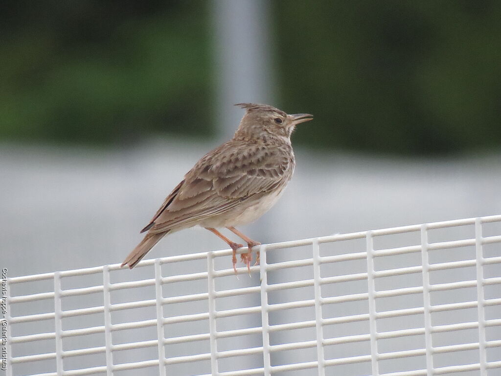 Cochevis huppé