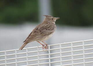 Cochevis huppé
