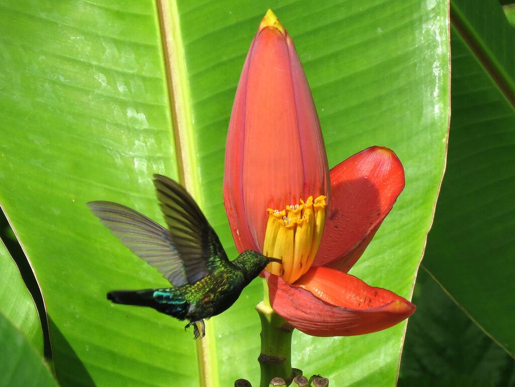 Green-throated Carib, eats