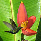 Colibri falle-vert