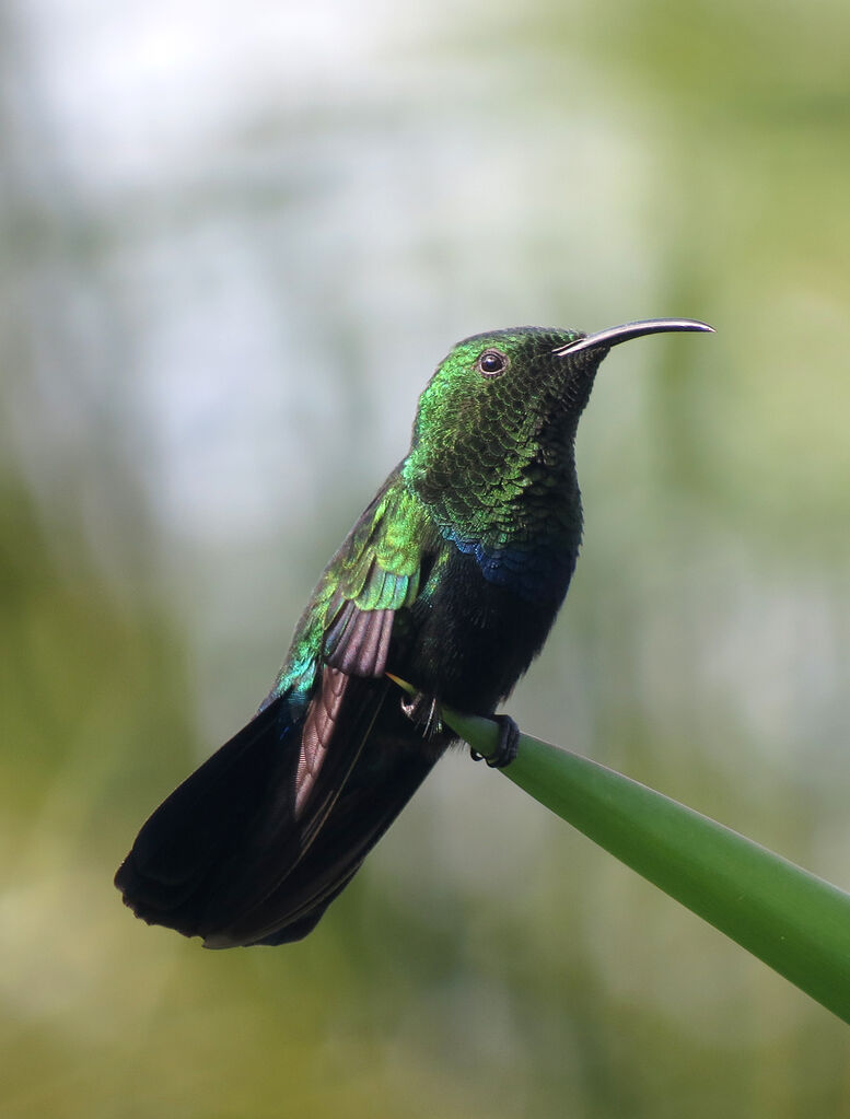 Green-throated Carib