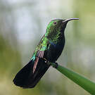 Colibri falle-vert