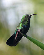 Green-throated Carib