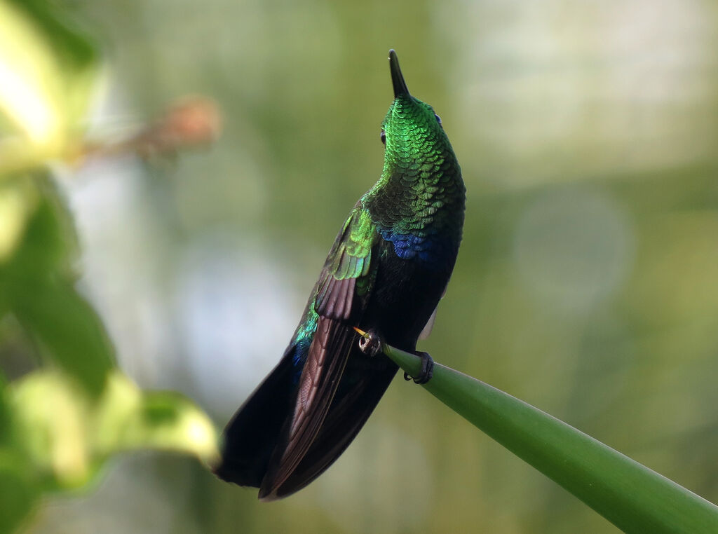 Green-throated Carib